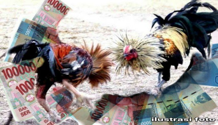 Masih Beraktivitasnya Perjudian Sabung Ayam di Dusun Cokro Desa Sukoanyar, Kecamatan Pakis, APH TUTUP MATA !!