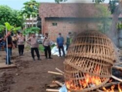 Dibubarkan Paksa Oleh Petugas Gabungan, Area Judi Sabung Ayam di Pungging Mojokerto Dibakar