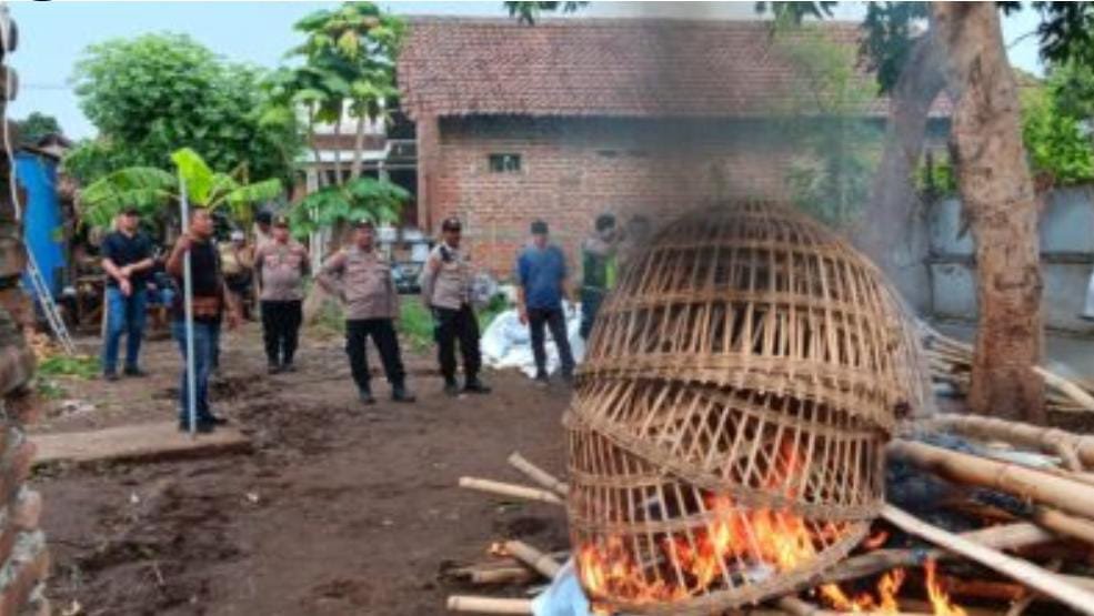 Dibubarkan Paksa Oleh Petugas Gabungan, Area Judi Sabung Ayam di Pungging Mojokerto Dibakar