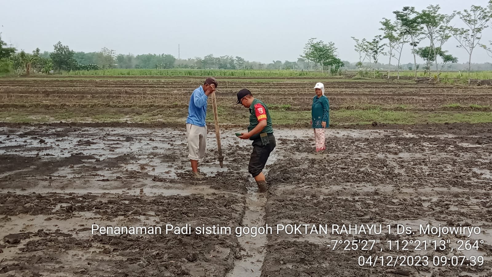 Babinsa Koramil Kemlagi Dampingi Petani Desa Mojowiryo Tanam Padi Sistem Gogo