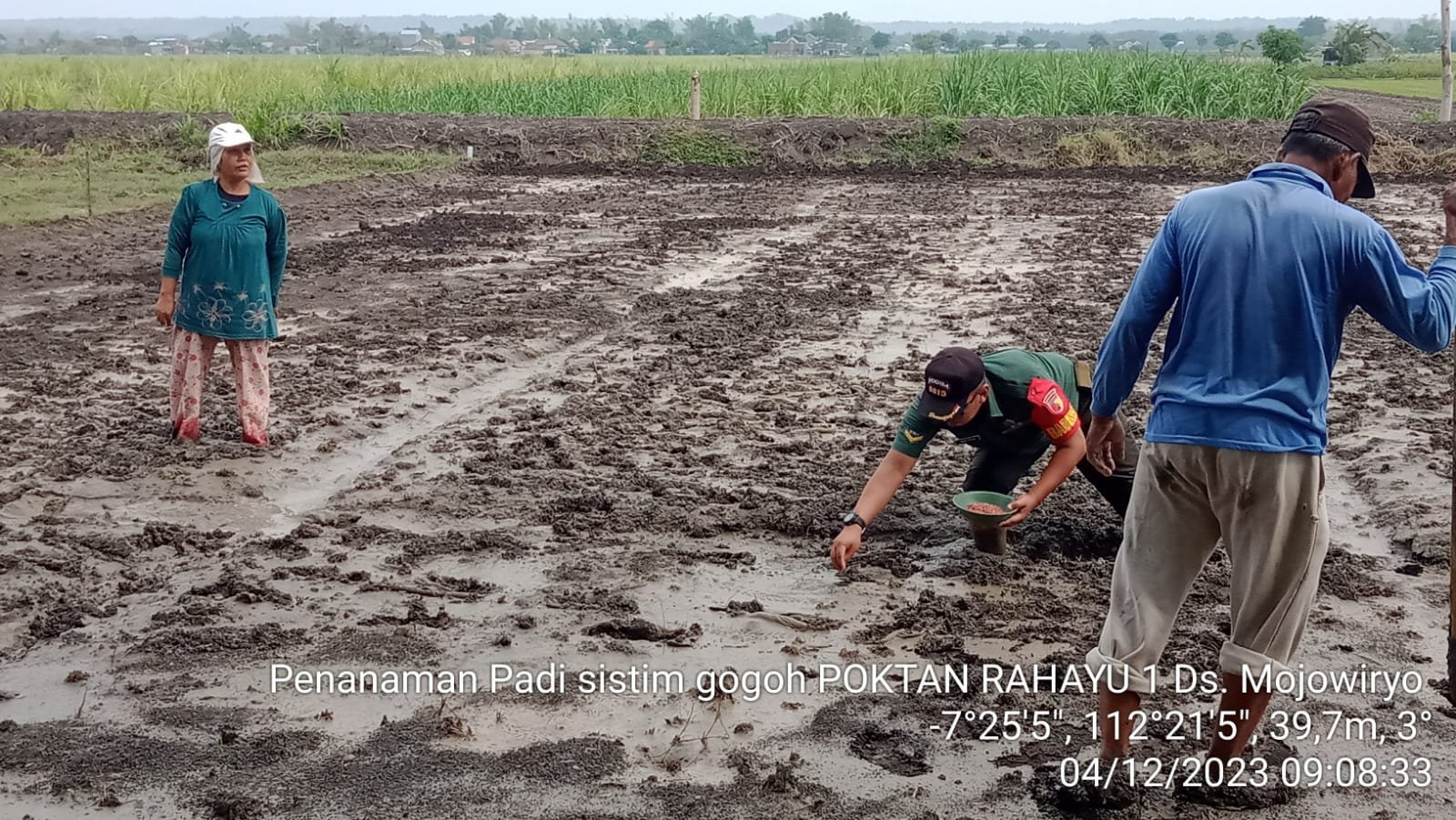 Babinsa Koramil Kemlagi Dampingi Petani Desa Mojowiryo Tanam Padi Sistem Gogo