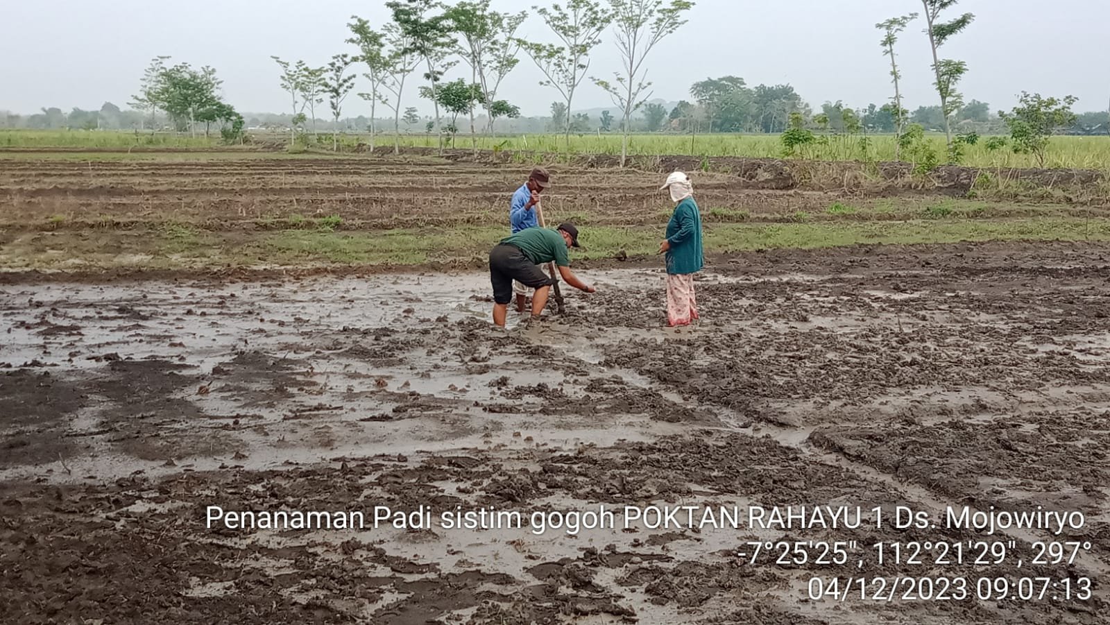 Babinsa Koramil Kemlagi Dampingi Petani Desa Mojowiryo Tanam Padi Sistem Gogo