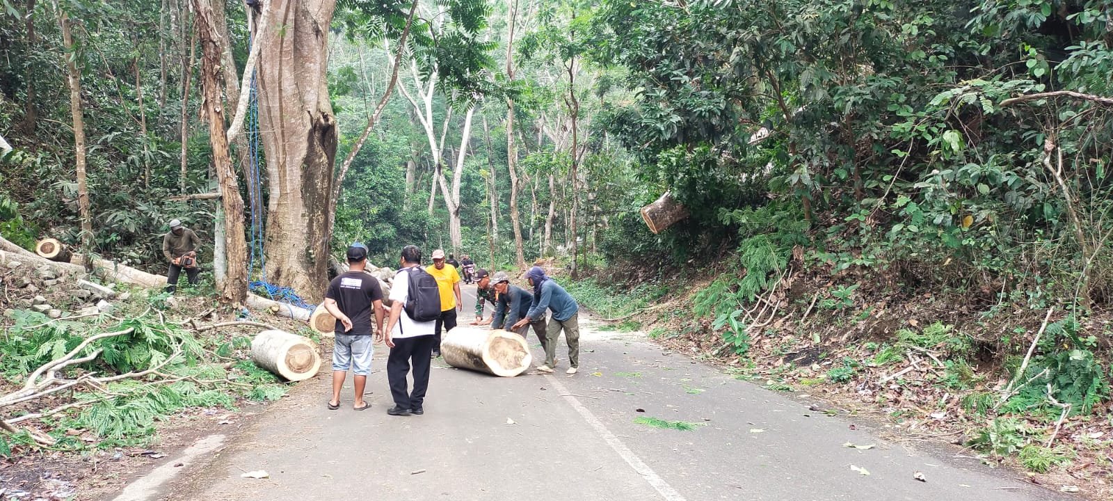 Cegah Pohon Tumbang Jalur Ngoro-Trawas, Babinsa Seloliman Bareng Instansi Terkait Lakukan Pruning