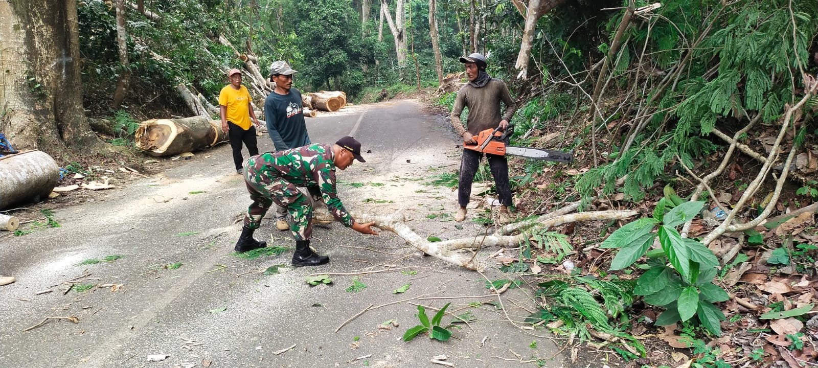 Cegah Pohon Tumbang Jalur Ngoro-Trawas, Babinsa Seloliman Bareng Instansi Terkait Lakukan Pruning