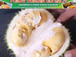 Menikmati Sensasi Durian Terbaik di Kebun Durian H. Nanang Gucialit Kabupaten Lumajang