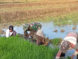 Babinsa Koramil Ngimbang Diterjunkan, Dukung Ketahanan Pangan