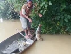 Seorang Warga Peninjauan Niat Mancing Ikan Malah Dapat Buaya