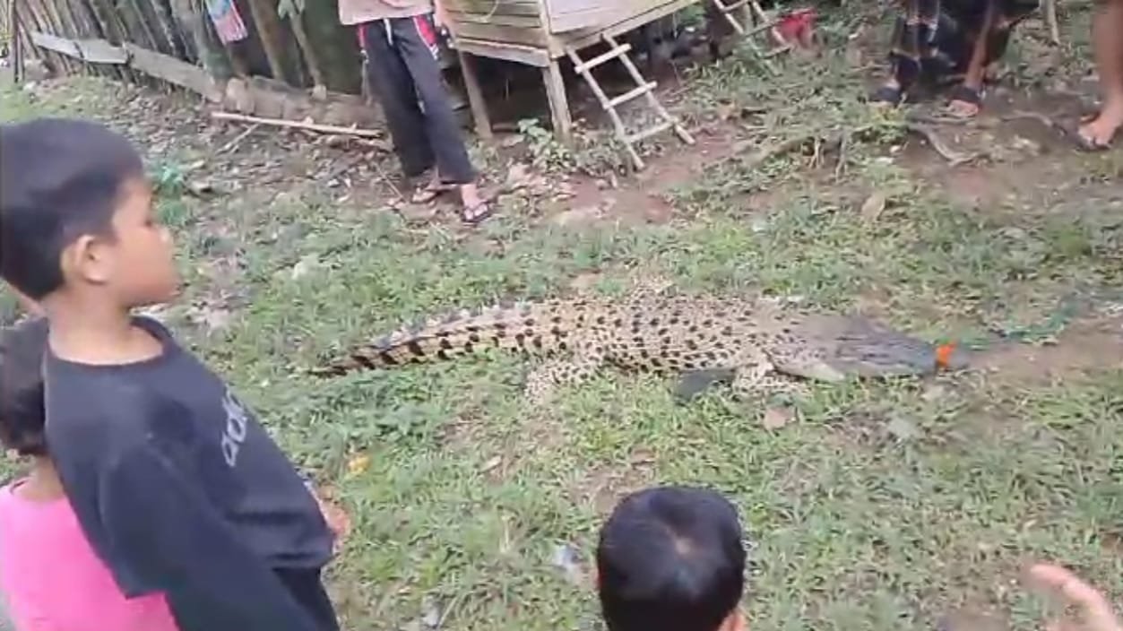 Seorang Warga Peninjauan Niat Mancing Ikan Malah Dapat Buaya