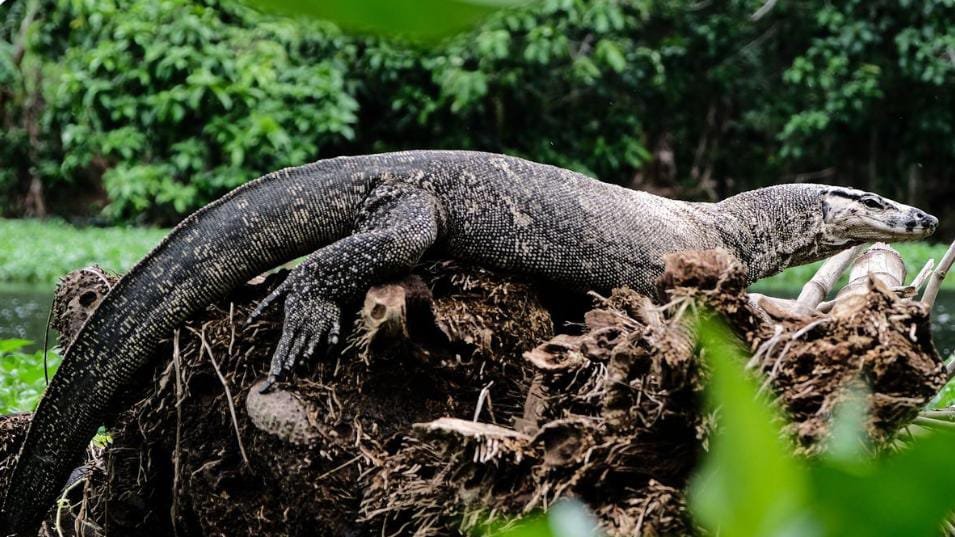 Langka dan Hanya Ada di Kalimantan, Hewan Ini Mirip Naga dan Tak Punya Telinga
