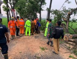 Gerak Cepat Polisi dan TNI Bantu Tangani Pohon Tumbang, Jalan Raya Gondang Tulungagung Kembali Normal