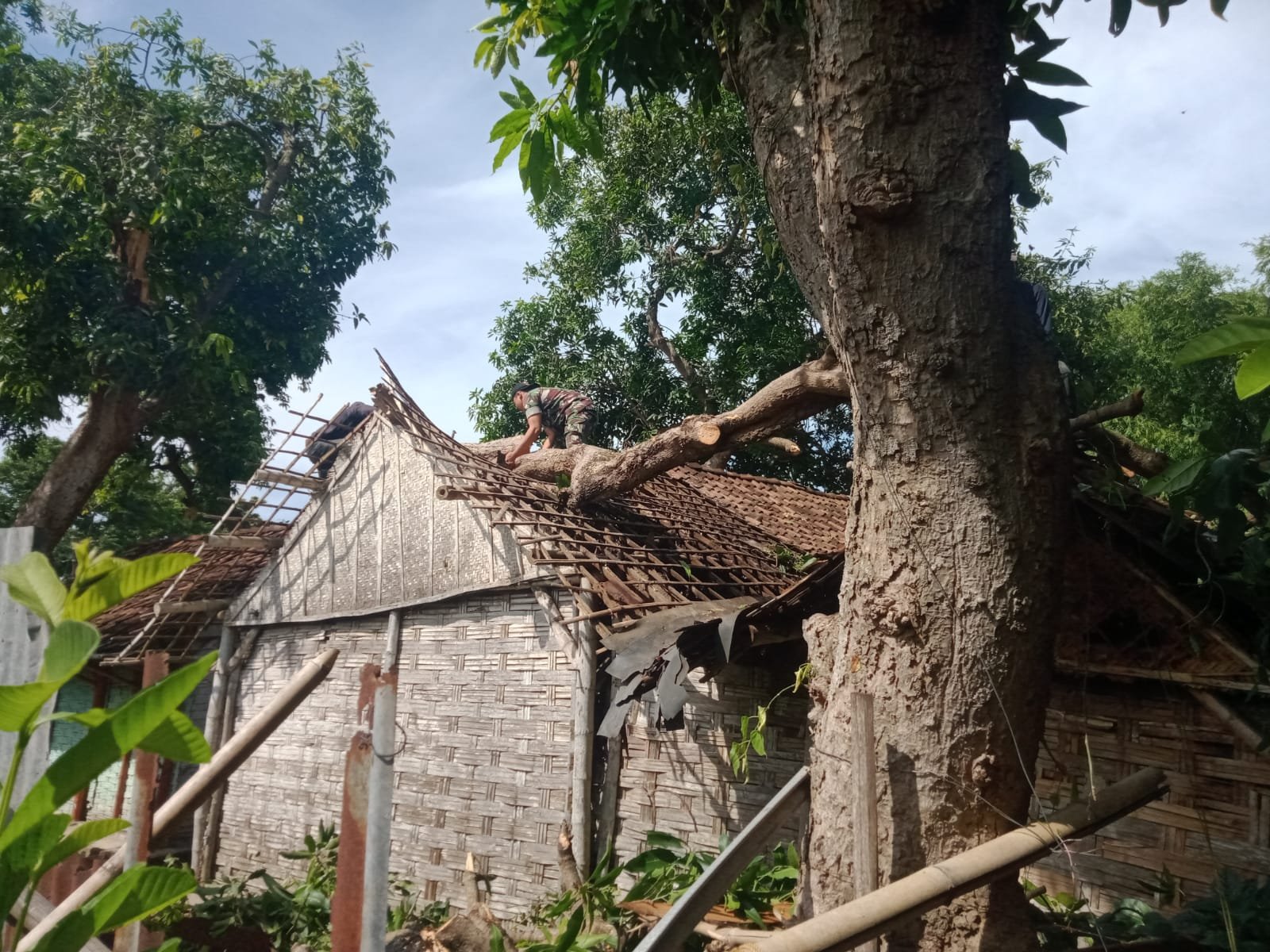 Timpa Rumah Warga, Koramil 0815/04 Puri Bantu Evakuasi Pohon Tumbang