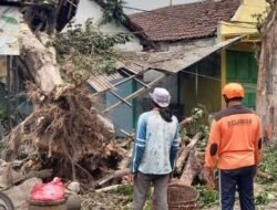 Pohon Tumbang Timpa Rumah Nenek Di Mojosari, Personel TNI Bareng DLH – PUPR & Relawan Lakukan Evakuasi