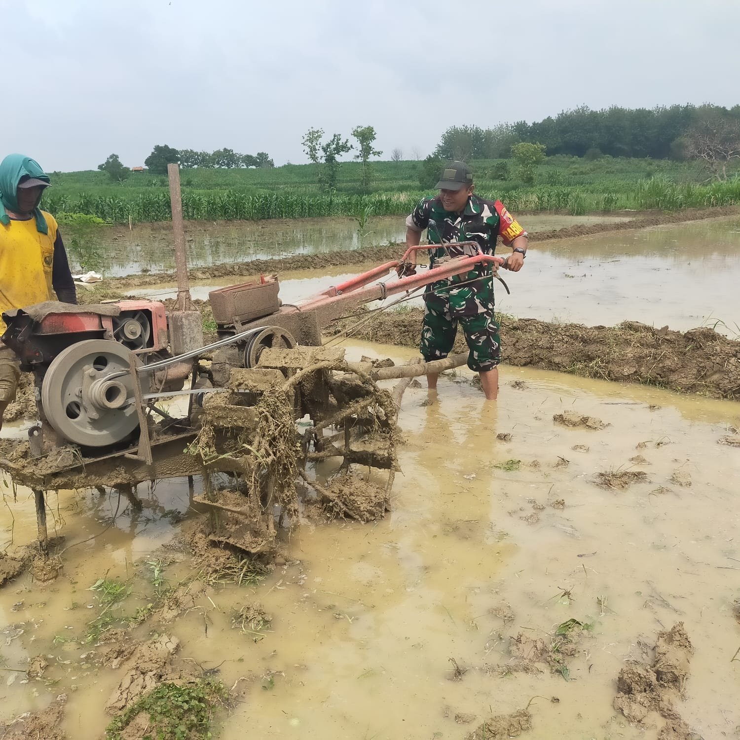 Bajak Lahan Sawah, Babinsa Koramil 0815/08 Dawarblandong Turun Dampingi Petani