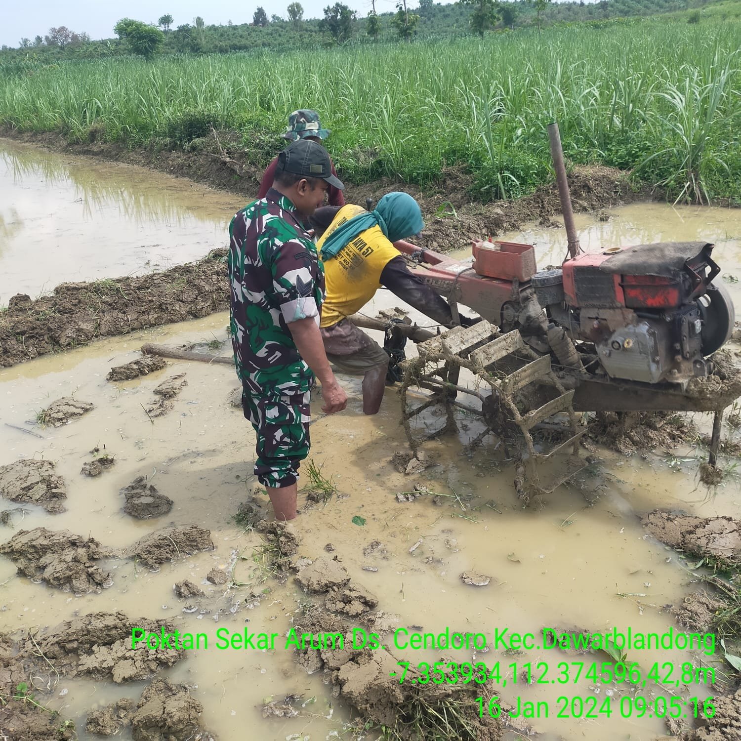 Bajak Lahan Sawah, Babinsa Koramil 0815/08 Dawarblandong Turun Dampingi Petani