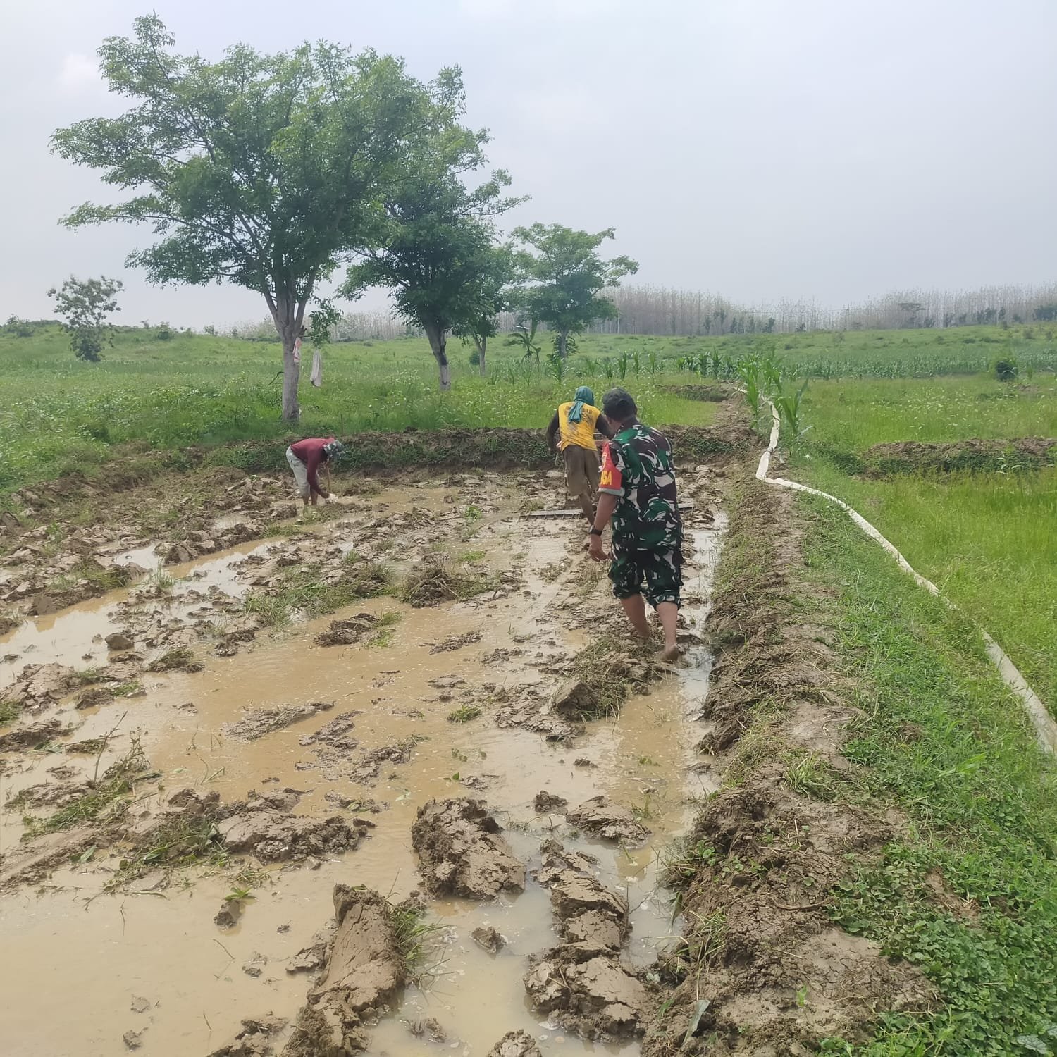 Bajak Lahan Sawah, Babinsa Koramil 0815/08 Dawarblandong Turun Dampingi Petani