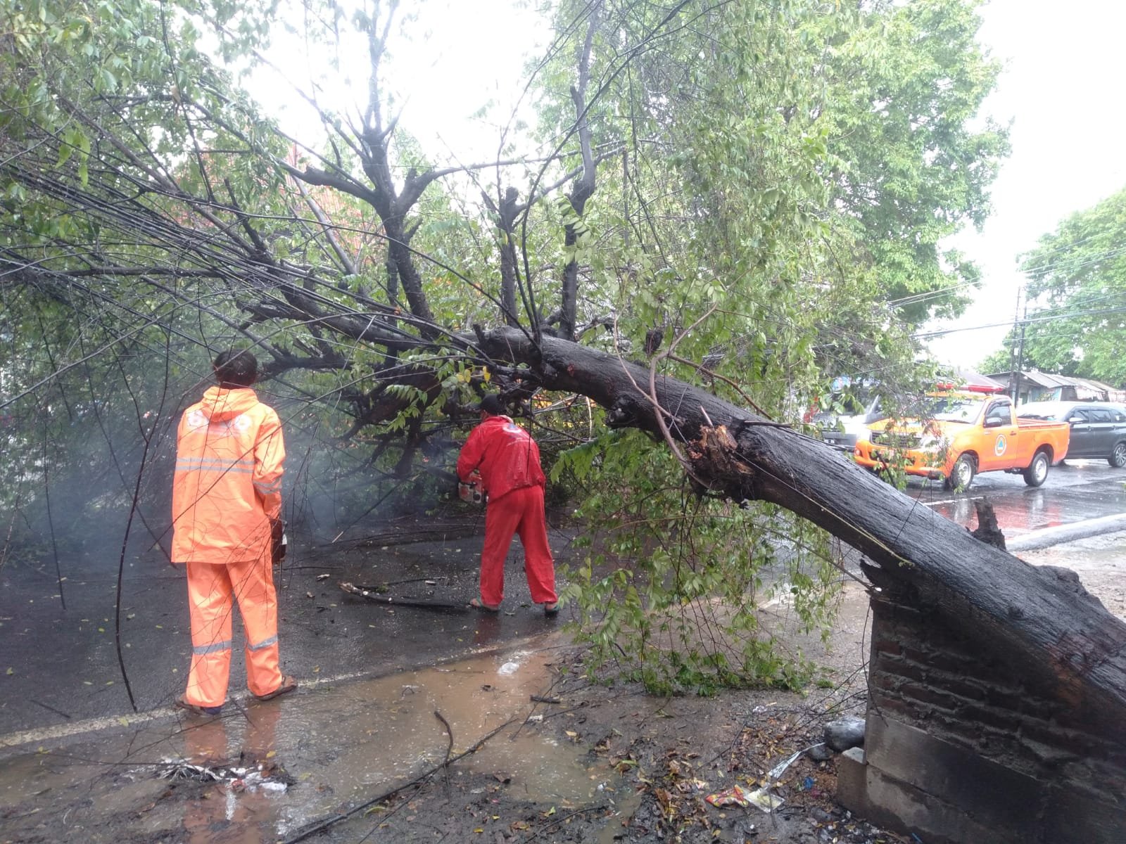 Aksi Cepat Tim Gabungan Koramil Mojoanyar, Polsek & BPBD Evakuasi Pohon Tumbang