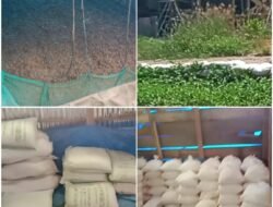 Pelaku Pengguna Dan Penyalur Kimia Terbesar Secara Ilegal Di Tambang Kusubibi.