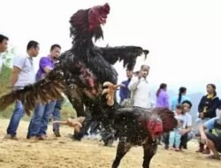 Gak bahaya Tah..!!! Perjudian Sabung Ayam di Desa Kauman Kecamatan Srengat  Blitar kota  APH TUTUP MATA