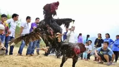 Gak bahaya Tah..!!! Perjudian Sabung Ayam di Desa Kauman Kecamatan Srengat Blitar kota APH TUTUP MATA