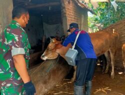 Babinsa Koramil 0815/14 Dlanggu Dampingi Petugas PPL Periksa Kesehatan Hewan Ternak