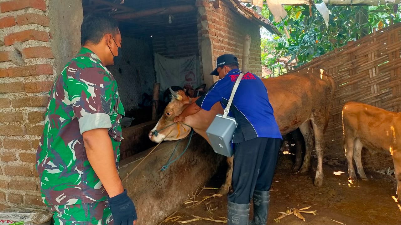 Babinsa Koramil 0815/14 Dlanggu Dampingi Petugas PPL Periksa Kesehatan Hewan Ternak