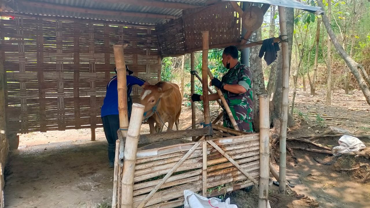 Babinsa Koramil 0815/14 Dlanggu Dampingi Petugas PPL Periksa Kesehatan Hewan Ternak