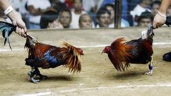 Masih Dijumpai Perjudian Sabung Ayam Dan Dadu di Desa Plosoreo Kecamatan Kepung, APH Bungkam