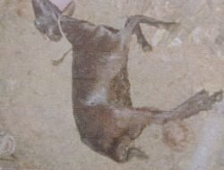 Diduga Kades Jangga Aur Beli Anak Kambing Tanpa Musyawarah Desa