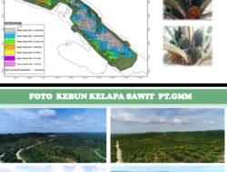 Viral PT. GMM Di Halsel Diduga Tidak Penuhi Hak Masyarakat Soal Hasil Kebun Plasma Disetor Ke Pemda