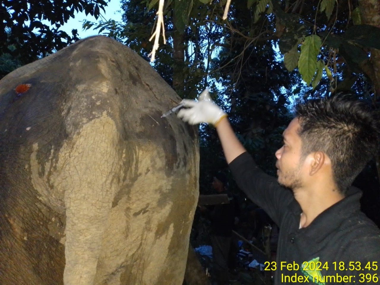 Anggota Polsek Simpang Jernih Dampingi Petugas Medis Tangani Seekor Gajah Liar Yang Sakit