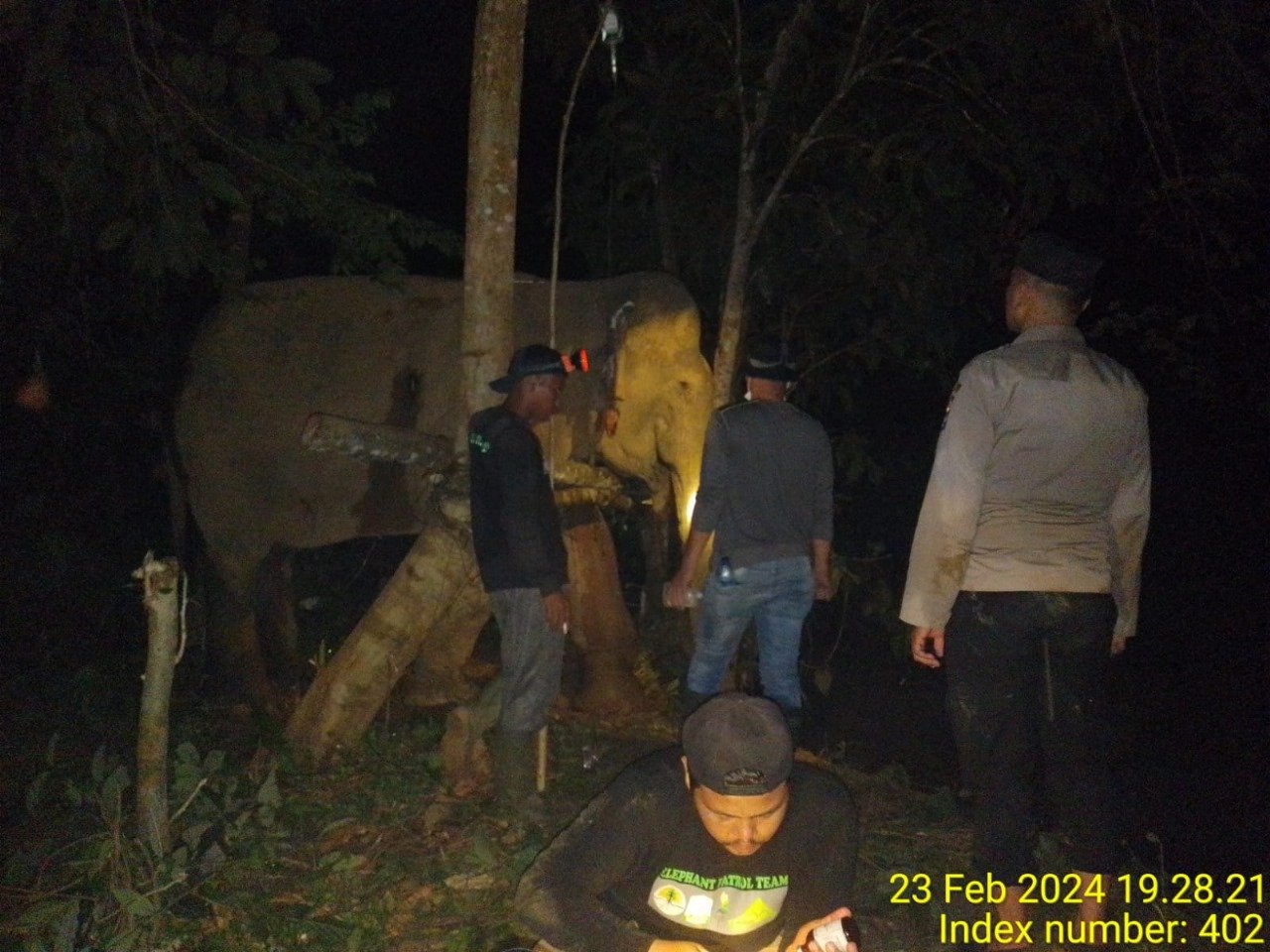 Anggota Polsek Simpang Jernih Dampingi Petugas Medis Tangani Seekor Gajah Liar Yang Sakit