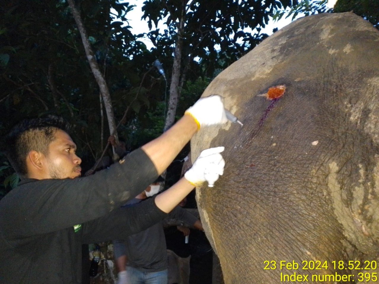 Anggota Polsek Simpang Jernih Dampingi Petugas Medis Tangani Seekor Gajah Liar Yang Sakit