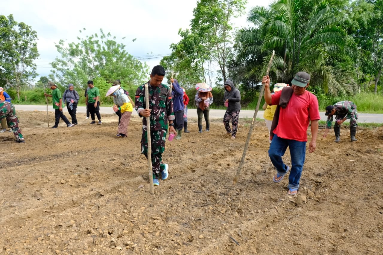 Satgas TMMD dibantu warga Kampung Muara Tae mulai menanam jagung.( Dok TMMD)