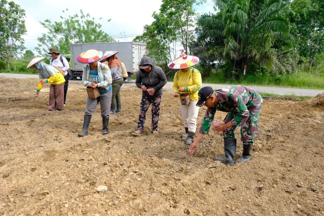 Satgas TMMD dibantu warga Kampung Muara Tae mulai menanam jagung.( Dok TMMD)