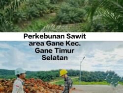 PT GMM Di Halsel Akui Belum Penuhi Plasma Hak Masyarakat Lingkar Tambang, Produksi TA 2022