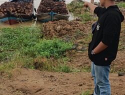 Pencurian Buah Kelapa Sawit di Kumpeh Ilir Meraja Lela