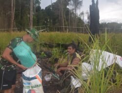 Satgas TMMD Bantu Warga Panen Padi Di Ladang