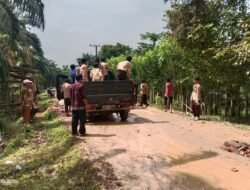 Tanamkan Rasa Kepedulian Siswa SMPN 29 Batang Hari Perbaiki Jalan Rusak