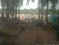 Wow Aparat Penegak Hukum Tutup Mata Dengan Adanya Aktivitas Tambang Timah di PT GSBL Dusun Ibul