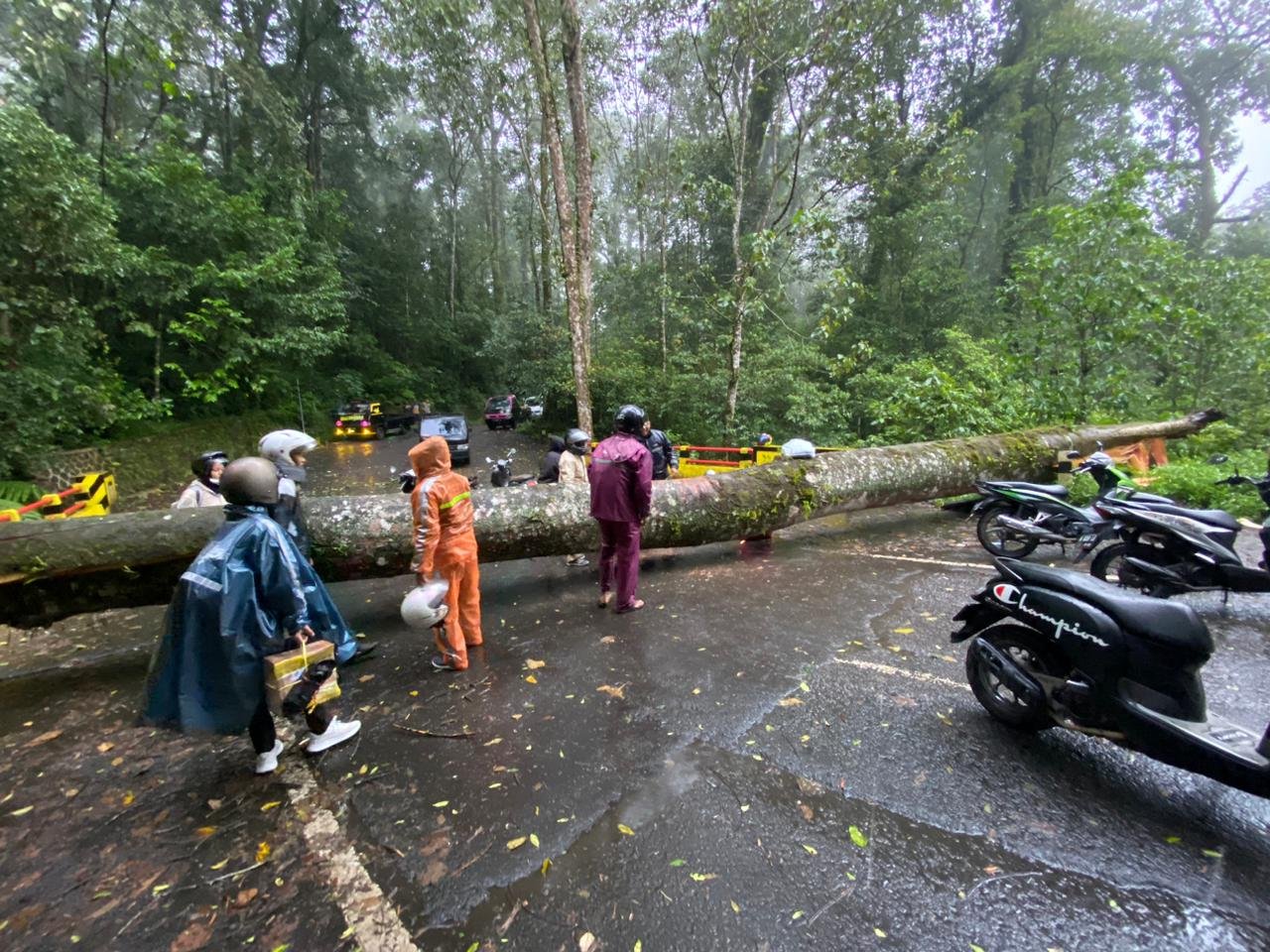 Pohon Tumbang Tutup Akses Jalan, Koramil Pacet Bareng Polsek - BPBD & Relawan Lakukan Evakuasi