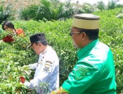 Bupati Batang Hari Dampingi Gubernur Jambi Dalam Kegiatan Panen Raya Cabai Di Desa Tidar Kuranji