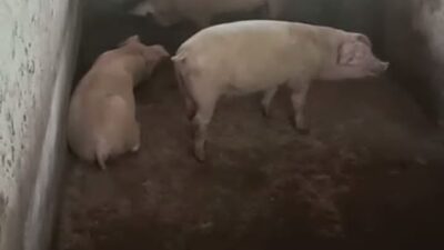 Diduga Tempat Pemeliharaan Babi Potong Mencemarkan Bauk Busuk Dan Jorok Menyesak ke Nafas