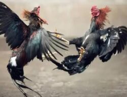 Koq Masih Beraktivitas Lagi Perjudian Sabung Ayam di Pasar Dengkol, Kenapa Hukum Dipermainkan !!!