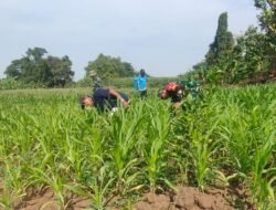 Kawal Program Hanpangan, Babinsa Koramil 0815/01 Pralon Bersama Poktan Rawat Lahan Jagung