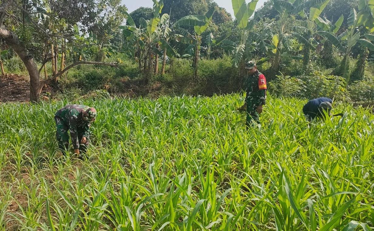 Kawal Program Hanpangan, Babinsa Koramil 0815/01 Pralon Bersama Poktan Rawat Lahan Jagung