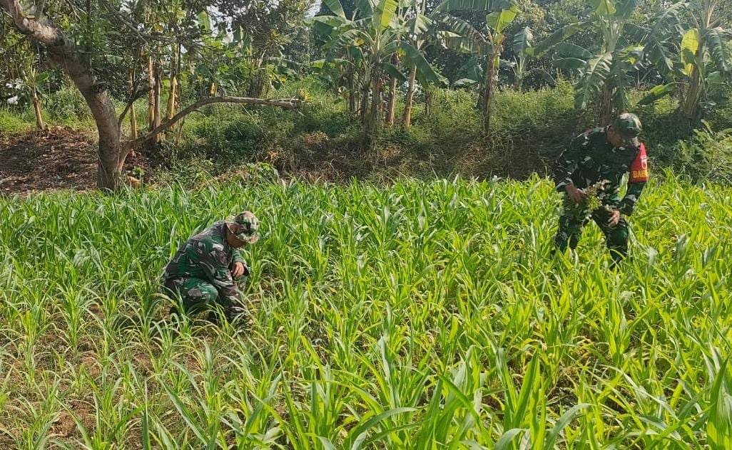 Kawal Program Hanpangan, Babinsa Koramil 0815/01 Pralon Bersama Poktan Rawat Lahan Jagung
