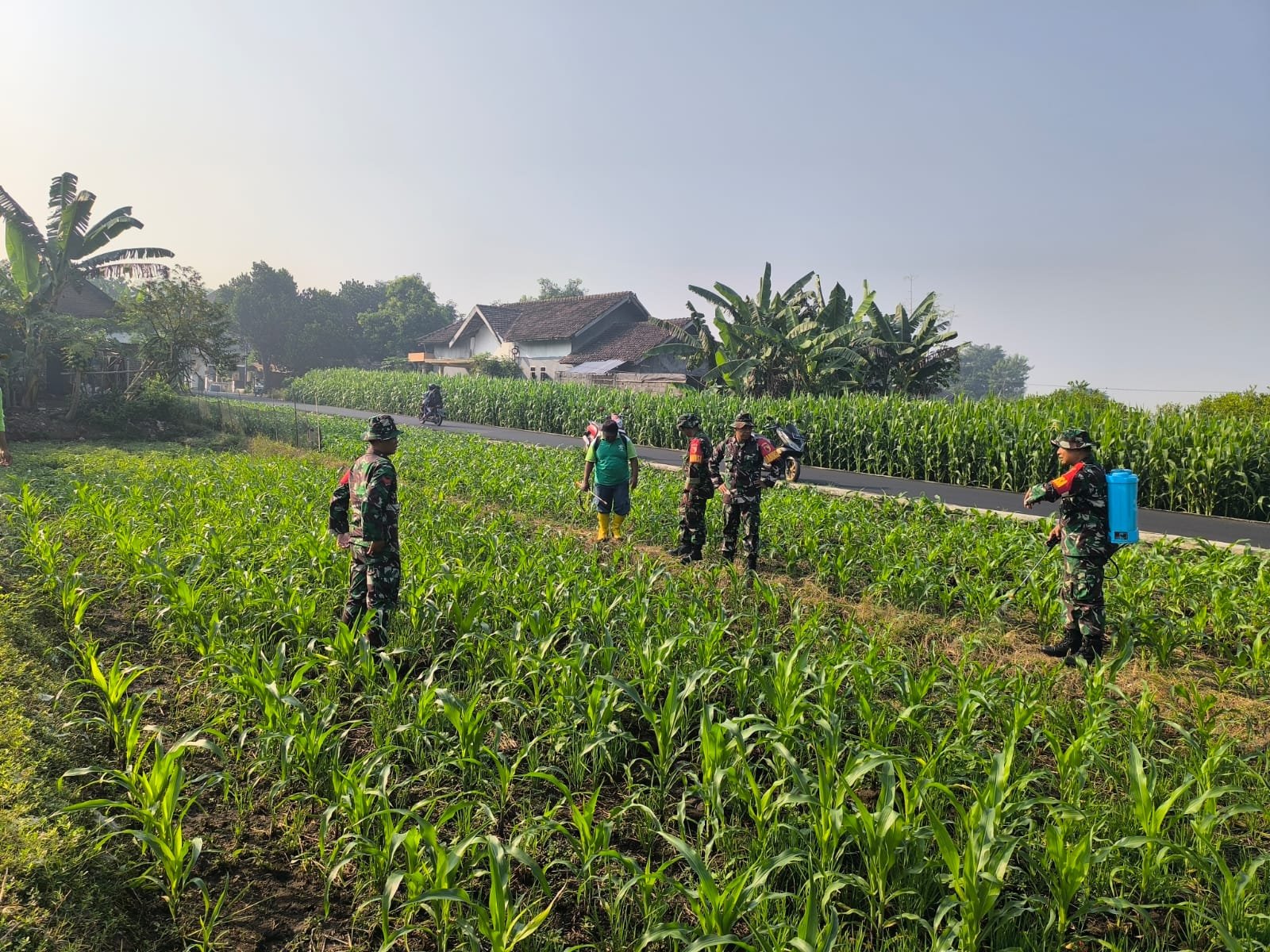 Dukung Ketahanan Pangan, Babinsa Koramil 0815/14 Dlanggu Kompak Bantu Petani Semprot Tanaman Jagung