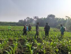 Dukung Ketahanan Pangan, Babinsa Koramil 0815/14 Dlanggu Kompak Bantu Petani Semprot Tanaman Jagung