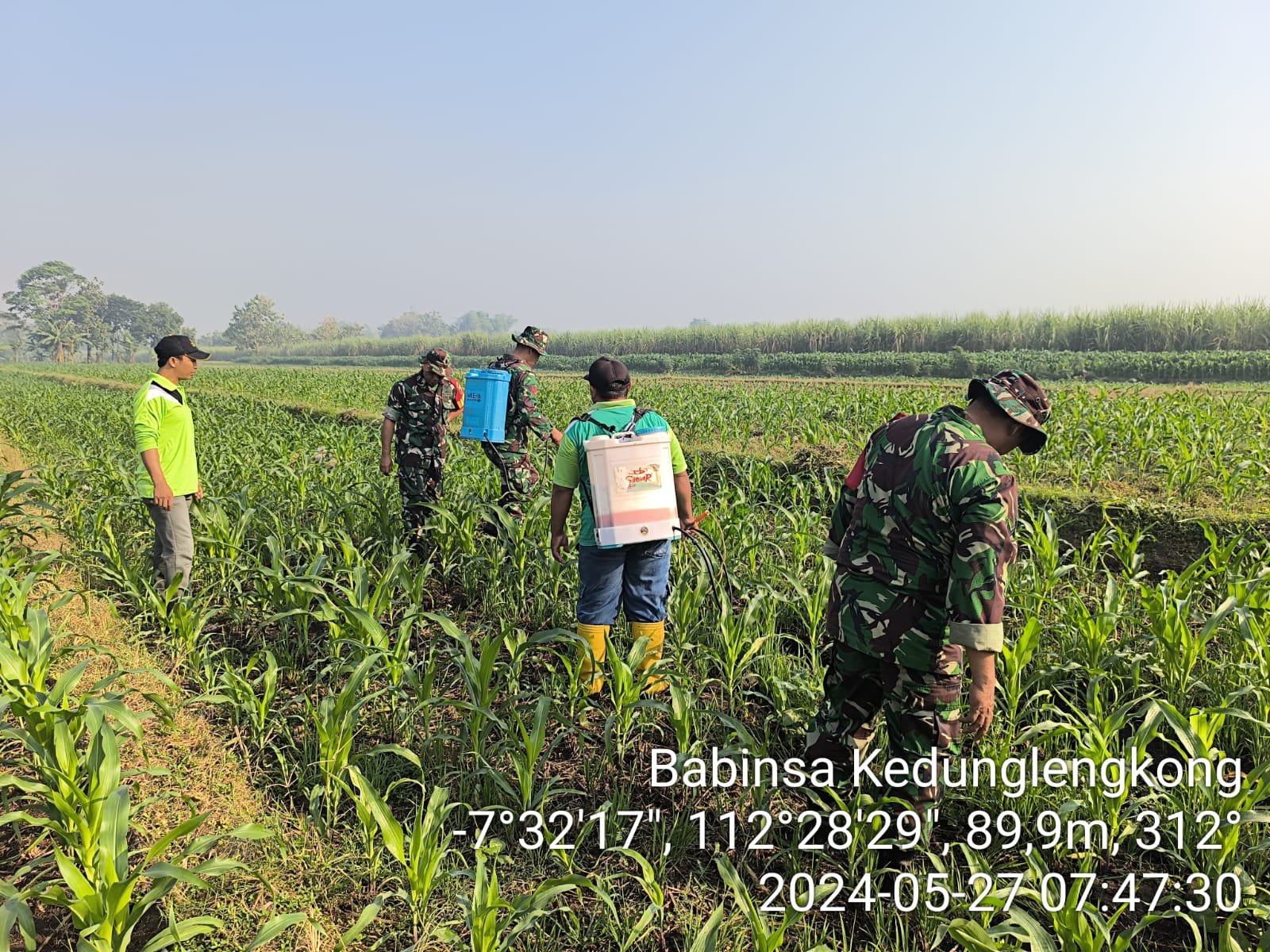 Dukung Ketahanan Pangan, Babinsa Koramil 0815/14 Dlanggu Kompak Bantu Petani Semprot Tanaman Jagung