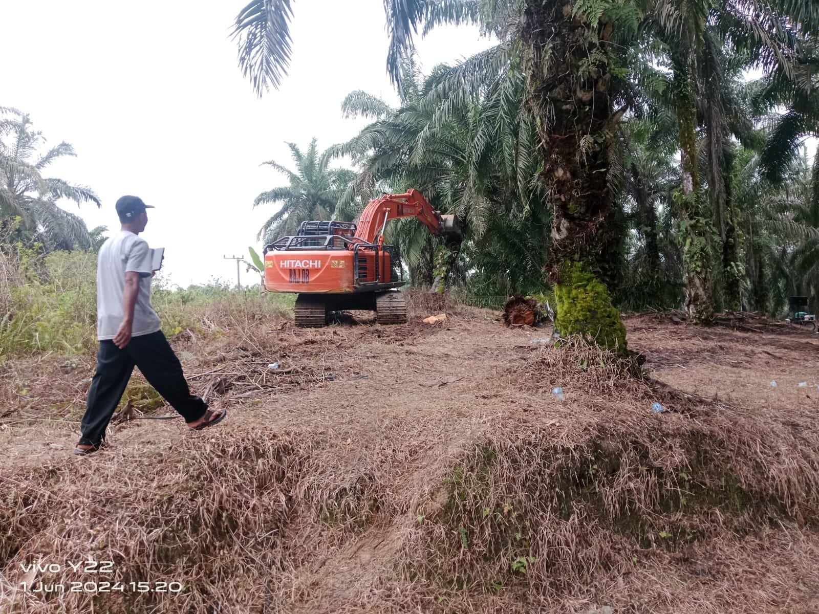 Wabub Batang Hari Hadiri Replanting Kebun Sawit KUD Sumber Rezki Desa Bukit Harapan